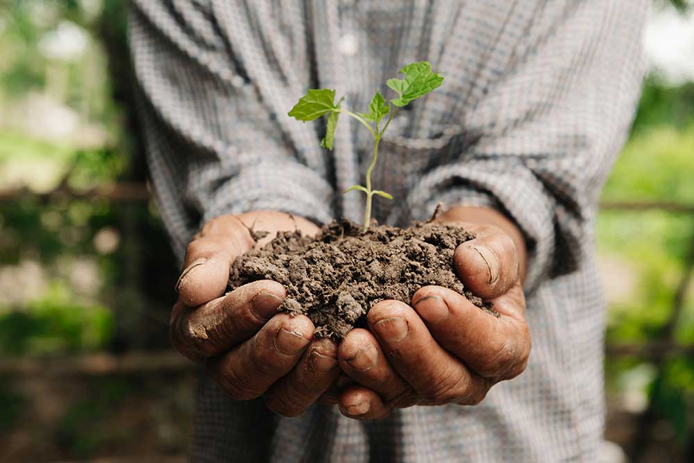 Piantina nelle mani di un' agricoltore